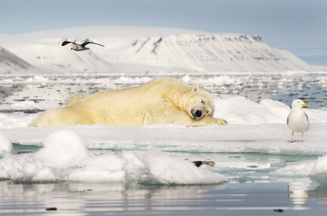 Sleep after a hearty meal - Polar bear, Dream, Relaxation, The photo, 