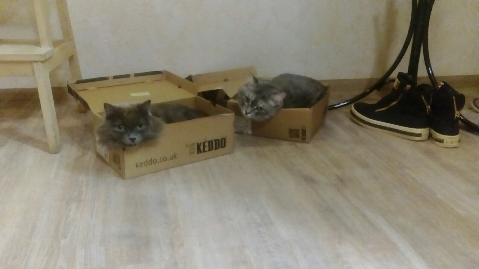 My assholes!!!))) - My, Catomafia, Box, cat