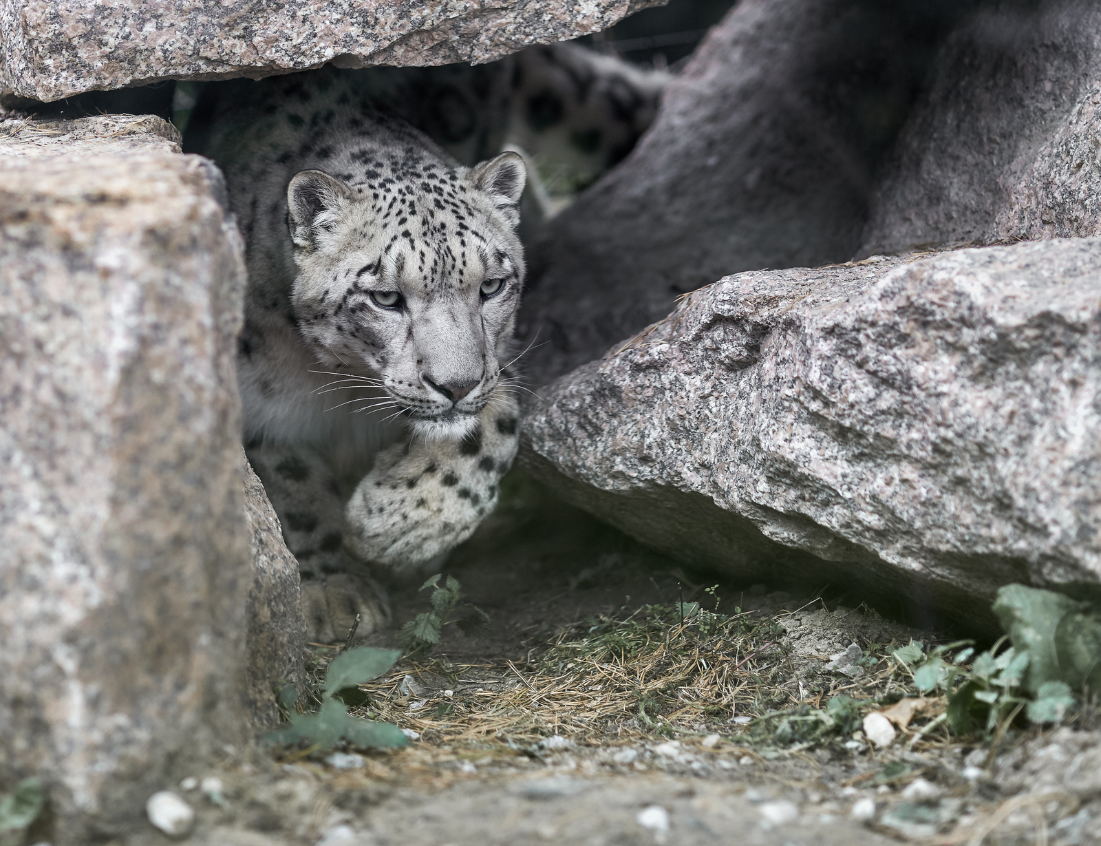 Chelyabinsk zoo. Answers on questions. - My, Zoo, Animals, Wild animals, , Answer, Longpost