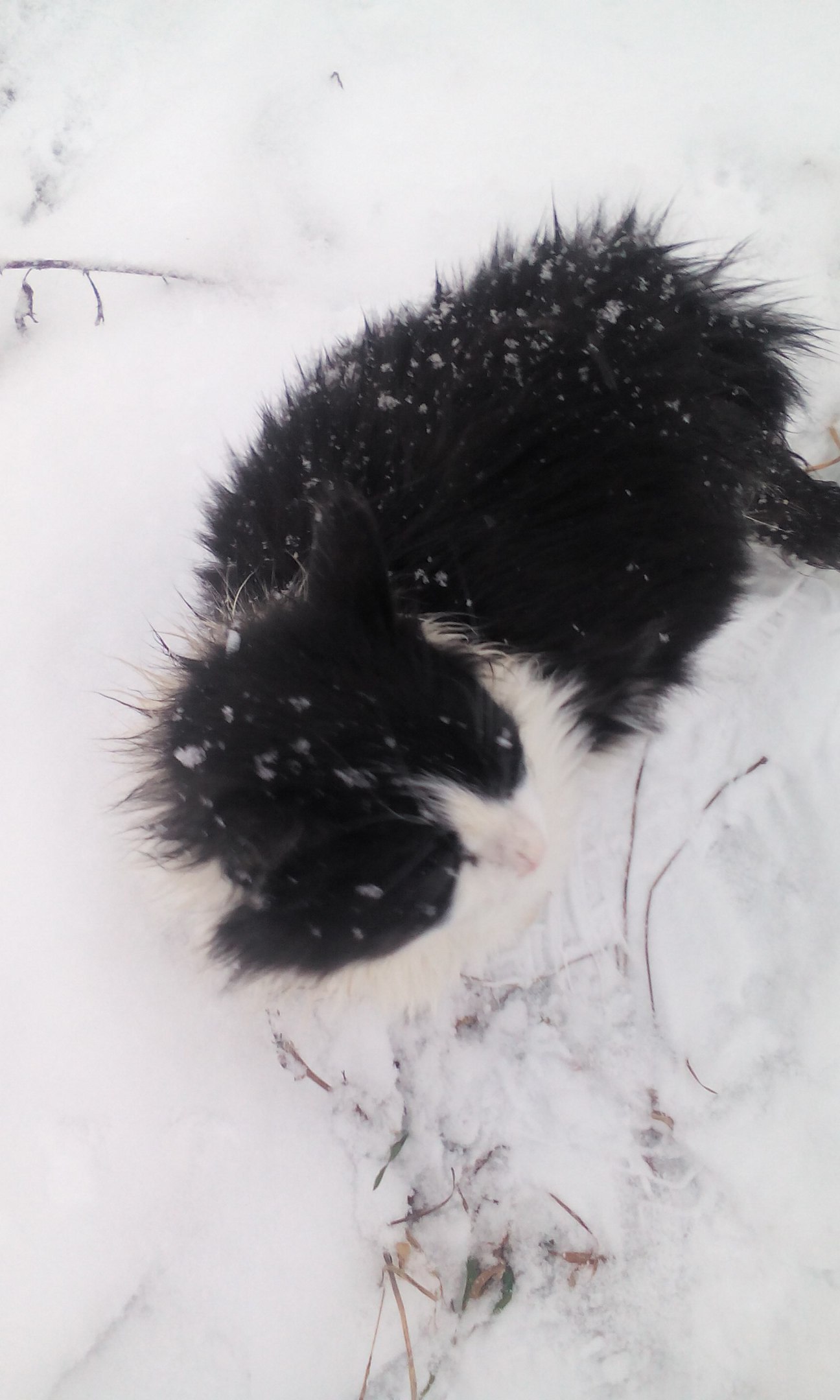 Котейка без хозяина(( - Моё, Приютите кошку, Потеряшка, Длиннопост, Кот, В добрые руки