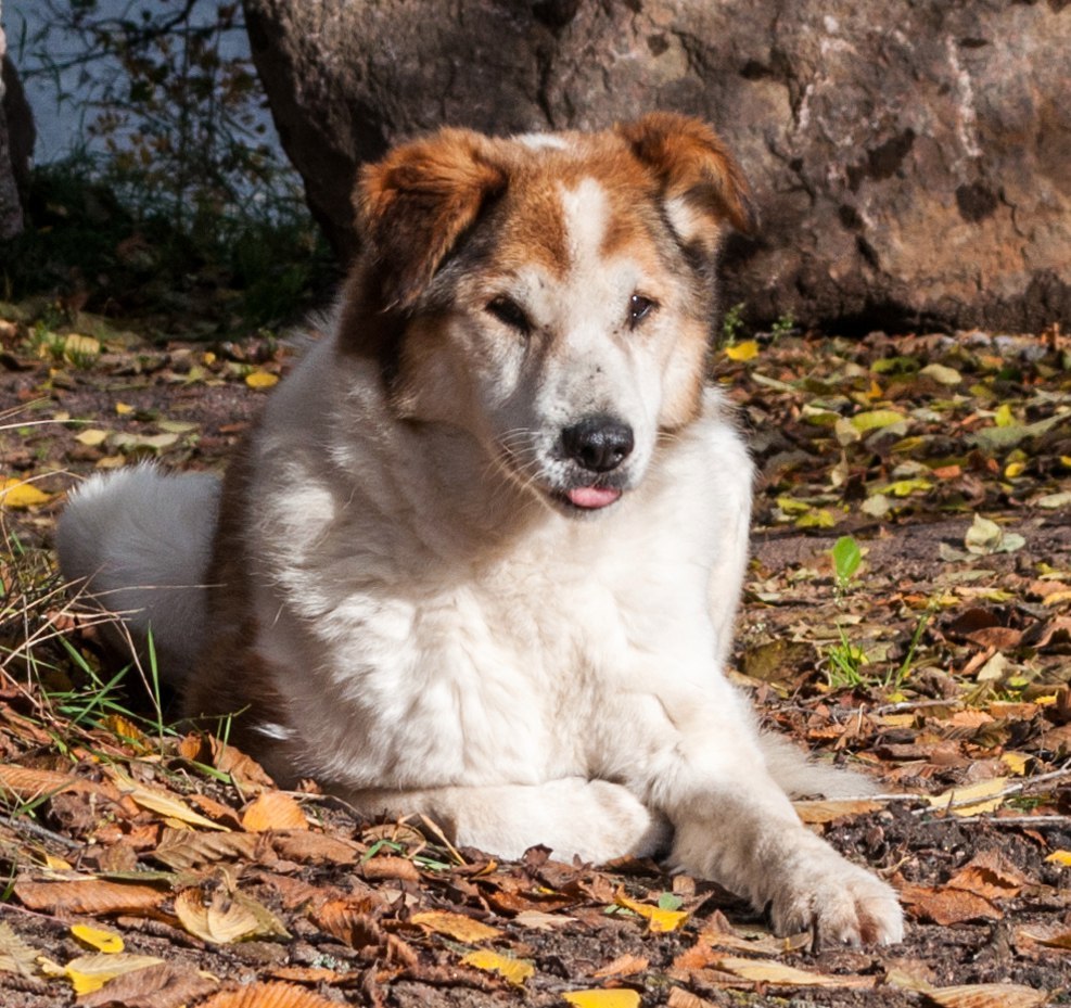 Уличный - Моё, Кот, Уличный, Собака, Тоже не домашние, Выборг таит животных, Длиннопост, Уличные