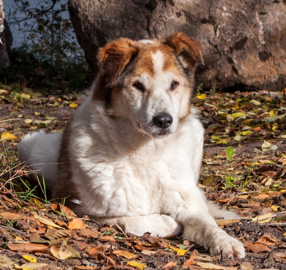 Уличный - Моё, Кот, Уличный, Собака, Тоже не домашние, Выборг таит животных, Длиннопост, Уличные