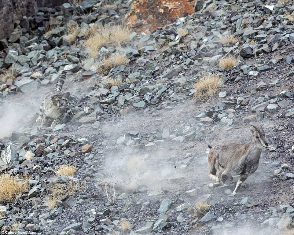 Do you see a snow leopard in the photo? - My, Translation, Hunting, Leopard, Snow Leopard, Himalayas, Longpost