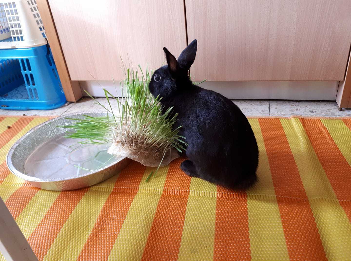 Shyama was given breakfast - My, Pets, Rabbit, , Video