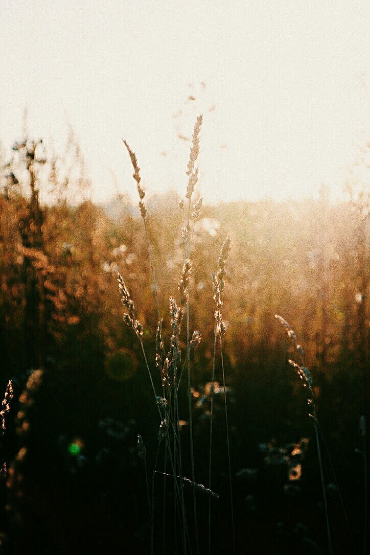 Late fall - My, Omutninsk, Town, Nature, The sun, Field, Nikon d3100, Longpost