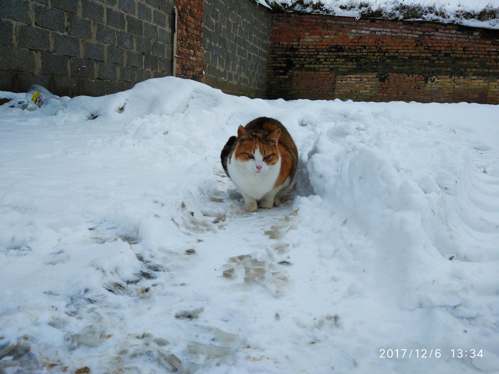 Разноцветные котики с овощебазы - Моё, Кот, Ласка, Животные, Милота, Длиннопост