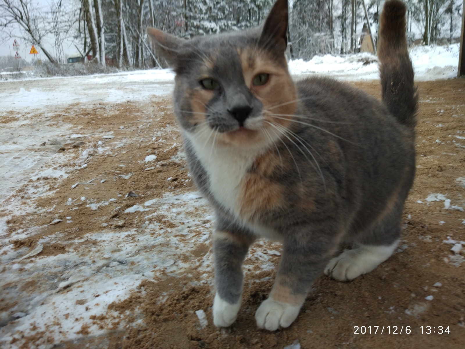 Разноцветные котики с овощебазы - Моё, Кот, Ласка, Животные, Милота, Длиннопост