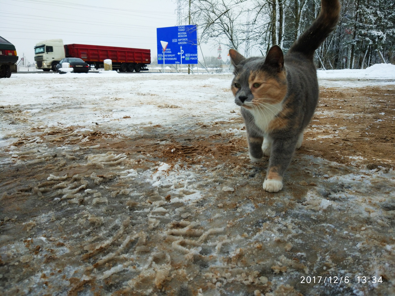 Разноцветные котики с овощебазы - Моё, Кот, Ласка, Животные, Милота, Длиннопост