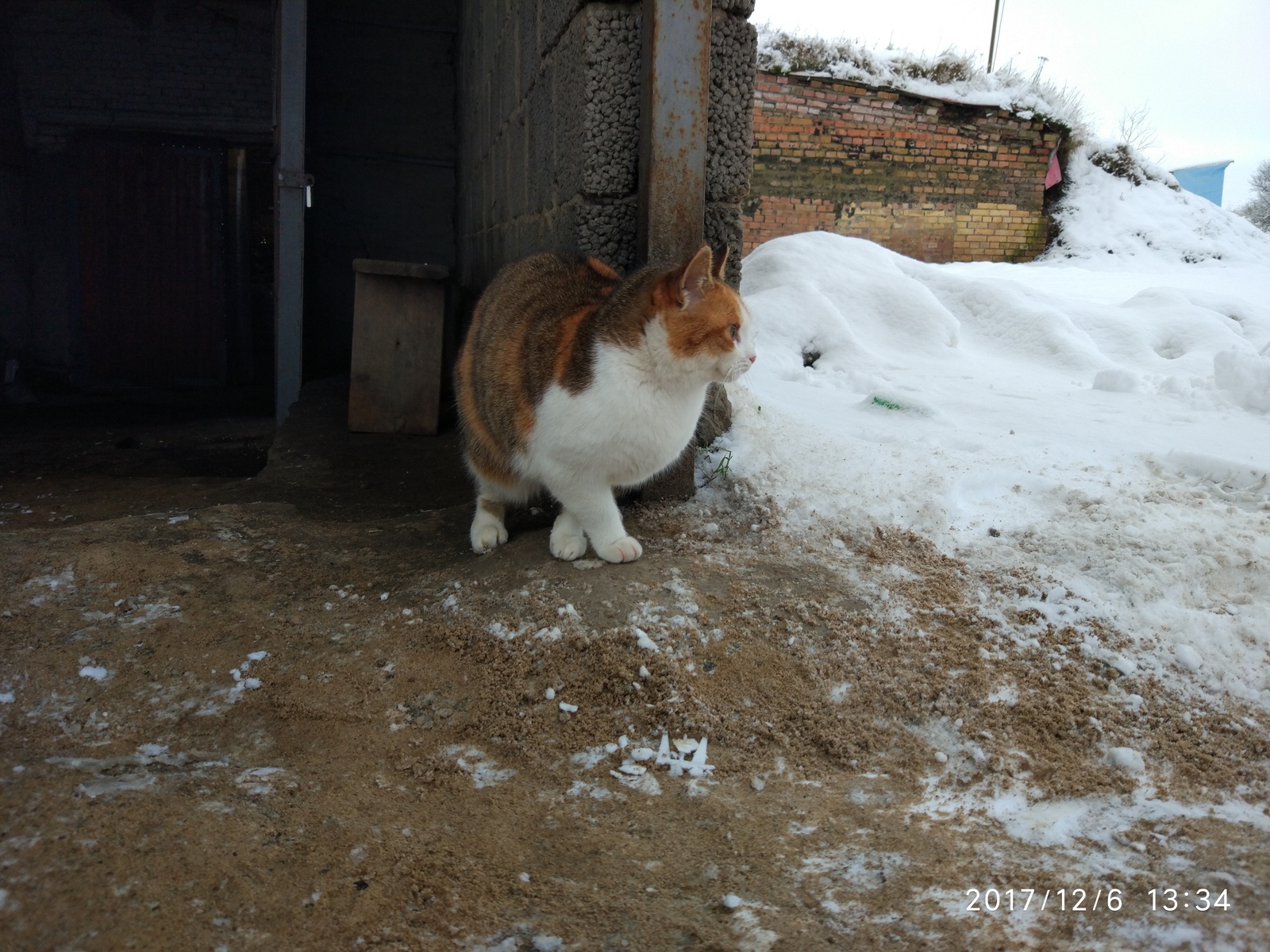 Разноцветные котики с овощебазы - Моё, Кот, Ласка, Животные, Милота, Длиннопост