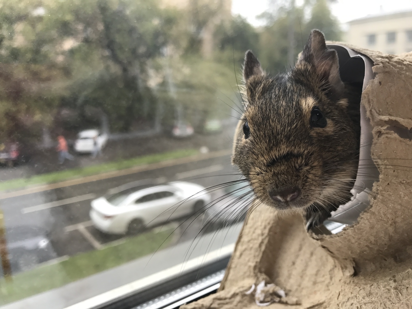 Two BEAUTIFUL degus in good hands. Moscow - My, Degu, In good hands, , , , Is free, Longpost