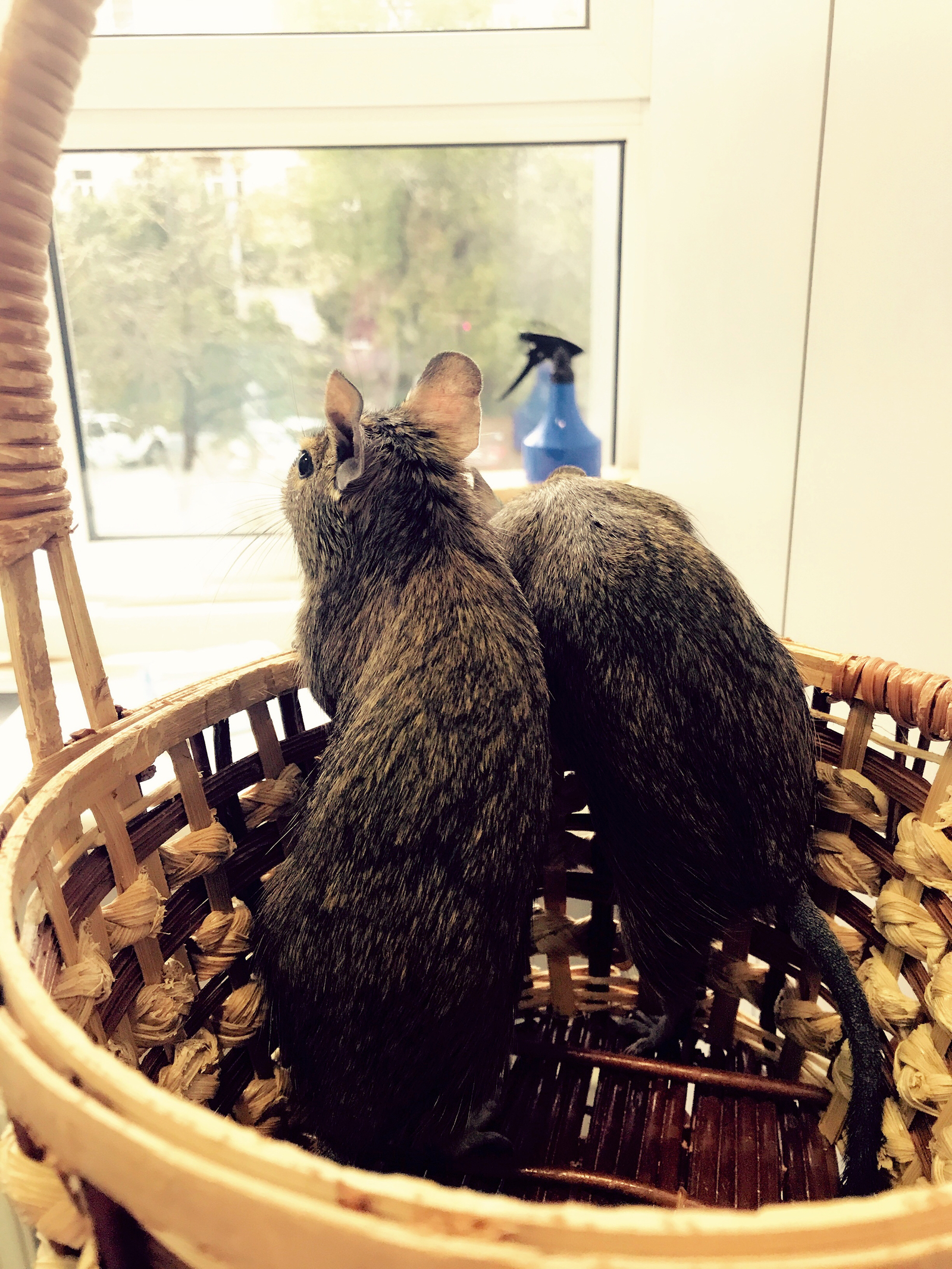 Two BEAUTIFUL degus in good hands. Moscow - My, Degu, In good hands, , , , Is free, Longpost