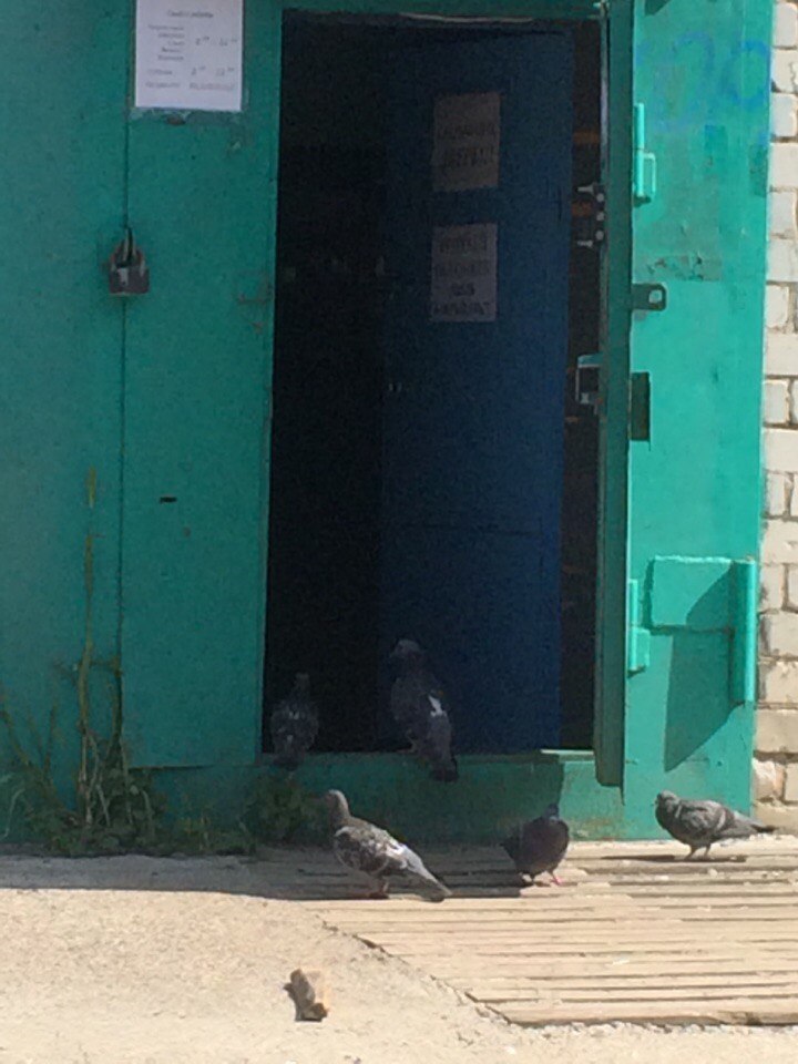 impudent pigeons - Pigeon, Door, Not mine, Longpost