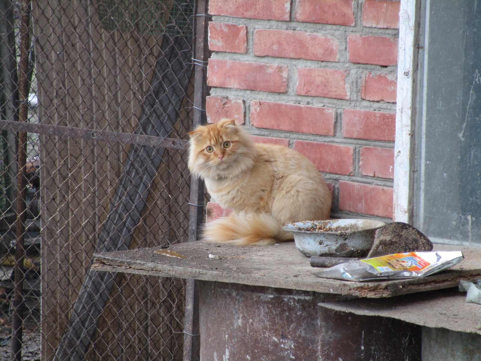 Lyovushka was burned - My, cat, The photo, Palevo