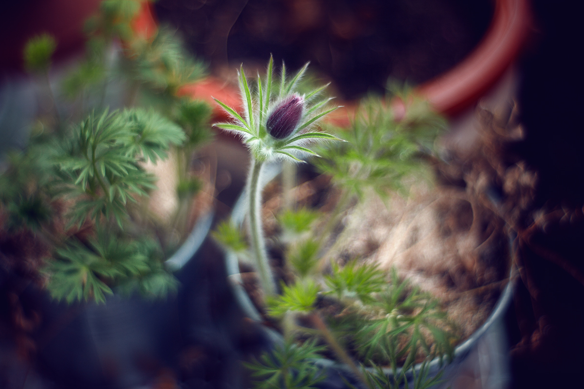 Sleep-grass, or the story of the life of one flower - My, Spring, Dream herb, Lumbago, Snowdrops, My, Canon, Manuals, Longpost, Snowdrops flowers