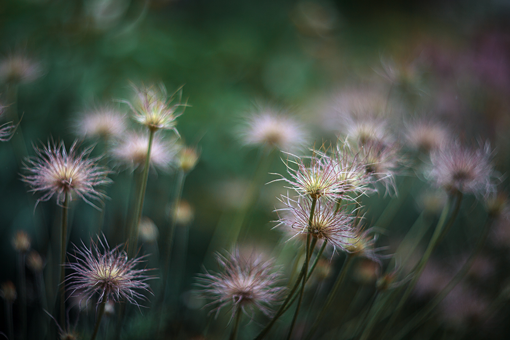 Sleep-grass, or the story of the life of one flower - My, Spring, Dream herb, Lumbago, Snowdrops, My, Canon, Manuals, Longpost, Snowdrops flowers