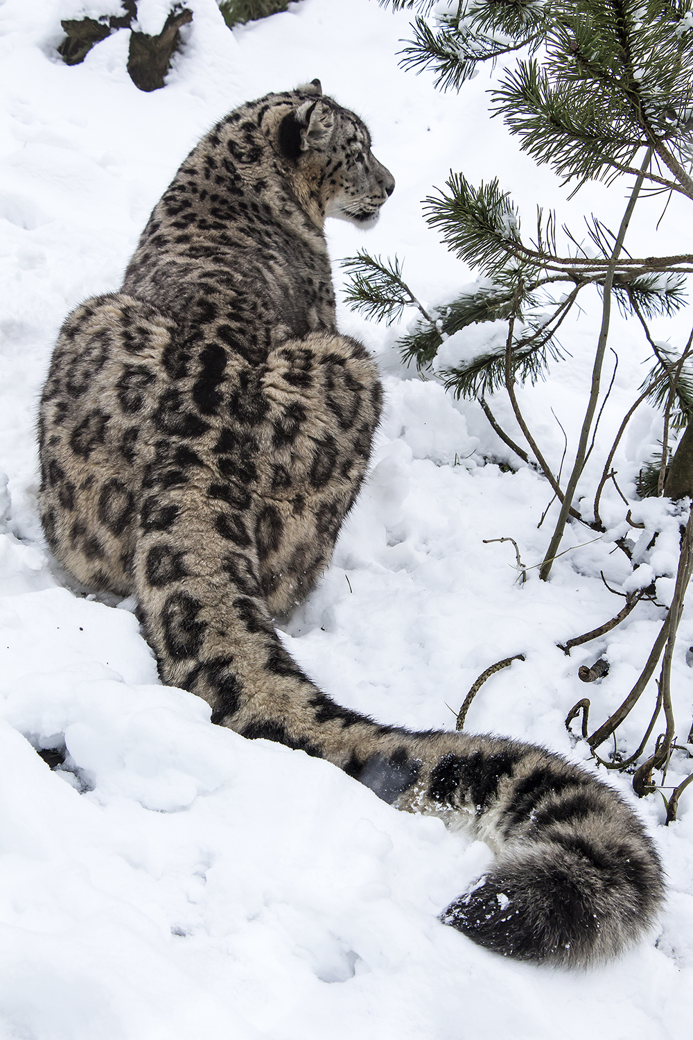 All tails - Animals, Snow Leopard, Nature, Tail, Snow, The photo