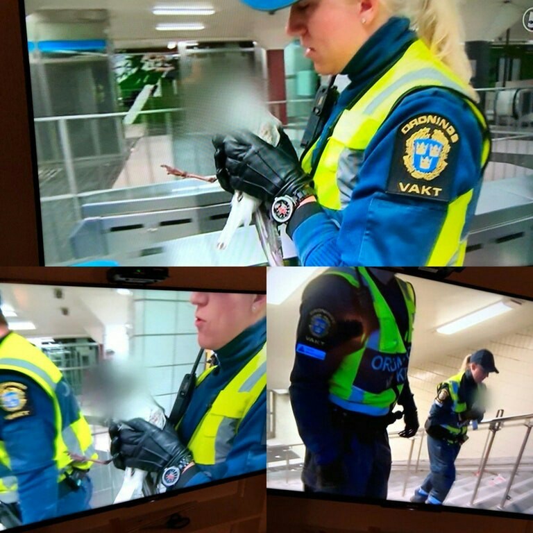 Шведский телеканал замазал лицо спасенной чайки, чтобы её никто не узнал.