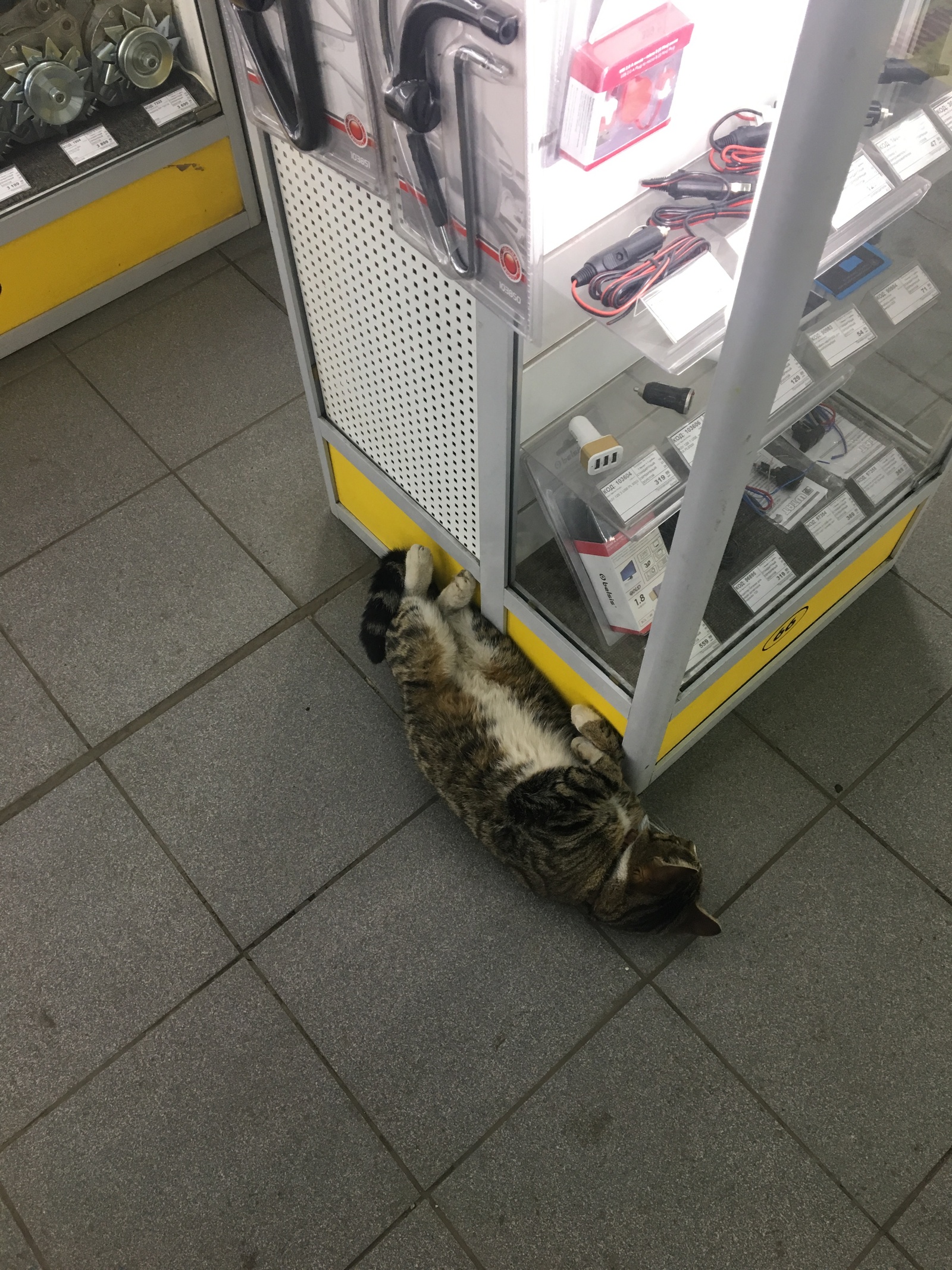 The best car dealer employee with the best position! Smiled! - My, cat, Work, Longpost