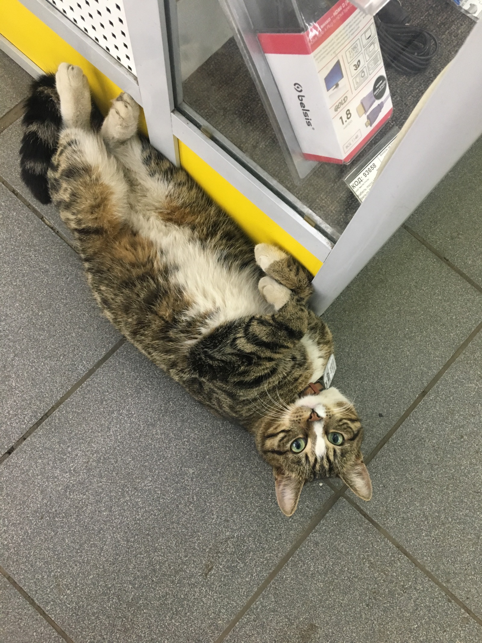 The best car dealer employee with the best position! Smiled! - My, cat, Work, Longpost