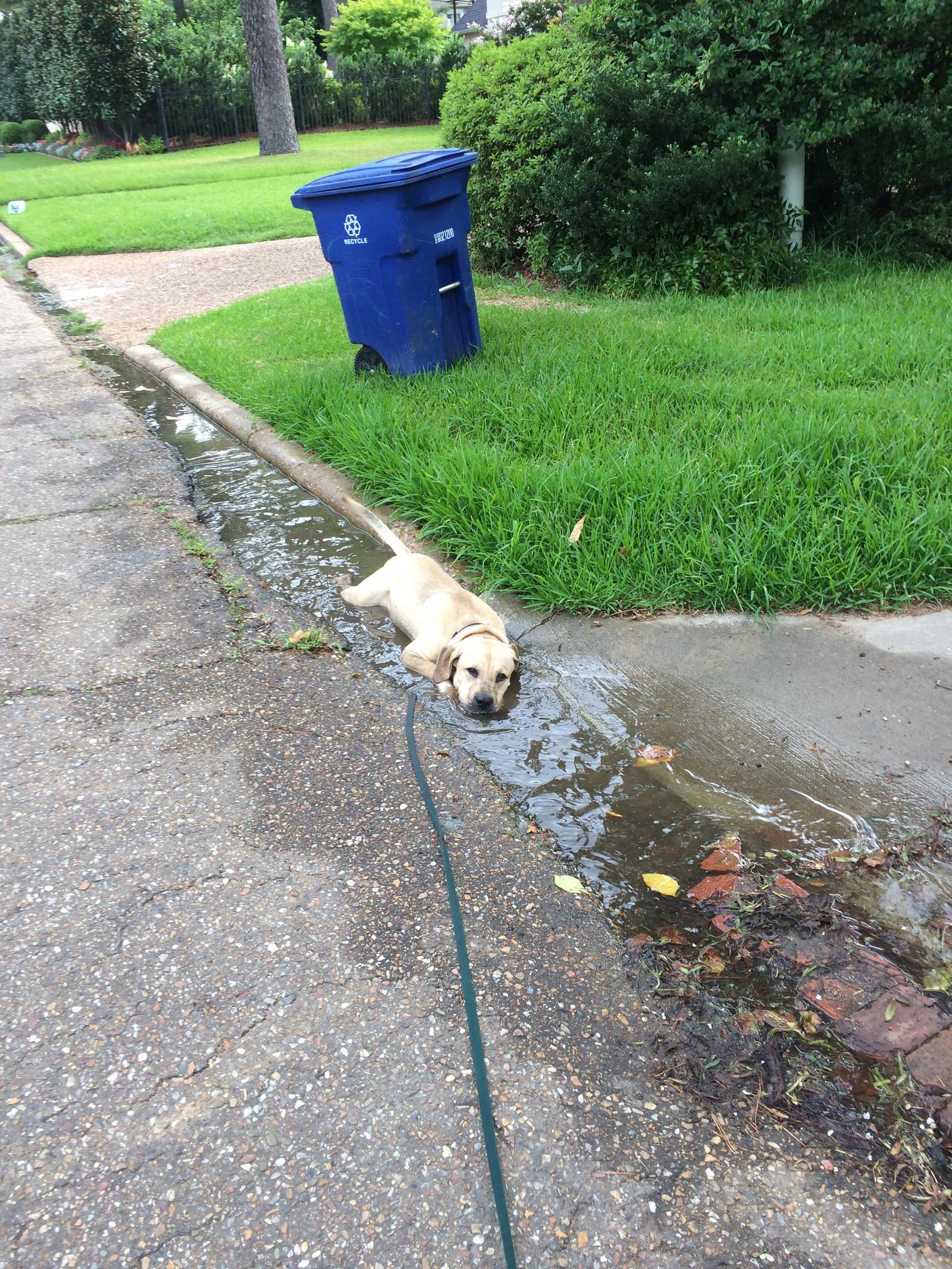 Good boy, but a bit of a jerk - Dog, Puddle, Ditch, Drainage, Labrador