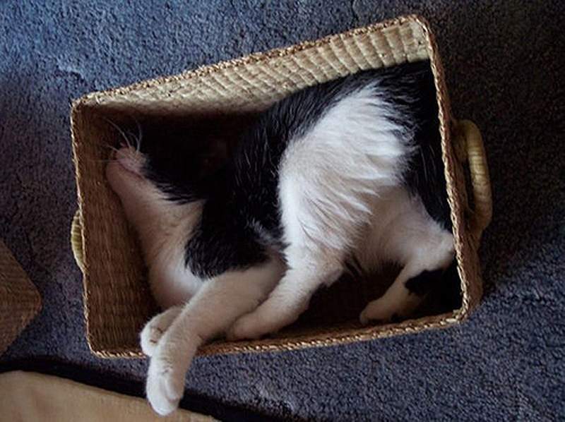 Twenty-five Proofs That Cats Can Sleep Anywhere! - cat, The photo, Longpost, Humor, Joke, Dog, Milota