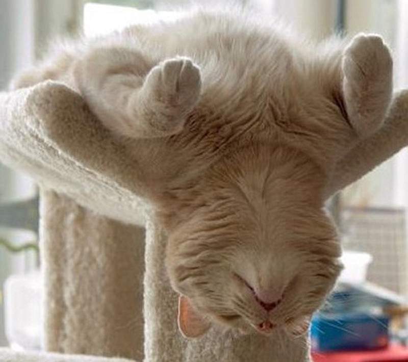 Twenty-five Proofs That Cats Can Sleep Anywhere! - cat, The photo, Longpost, Humor, Joke, Dog, Milota