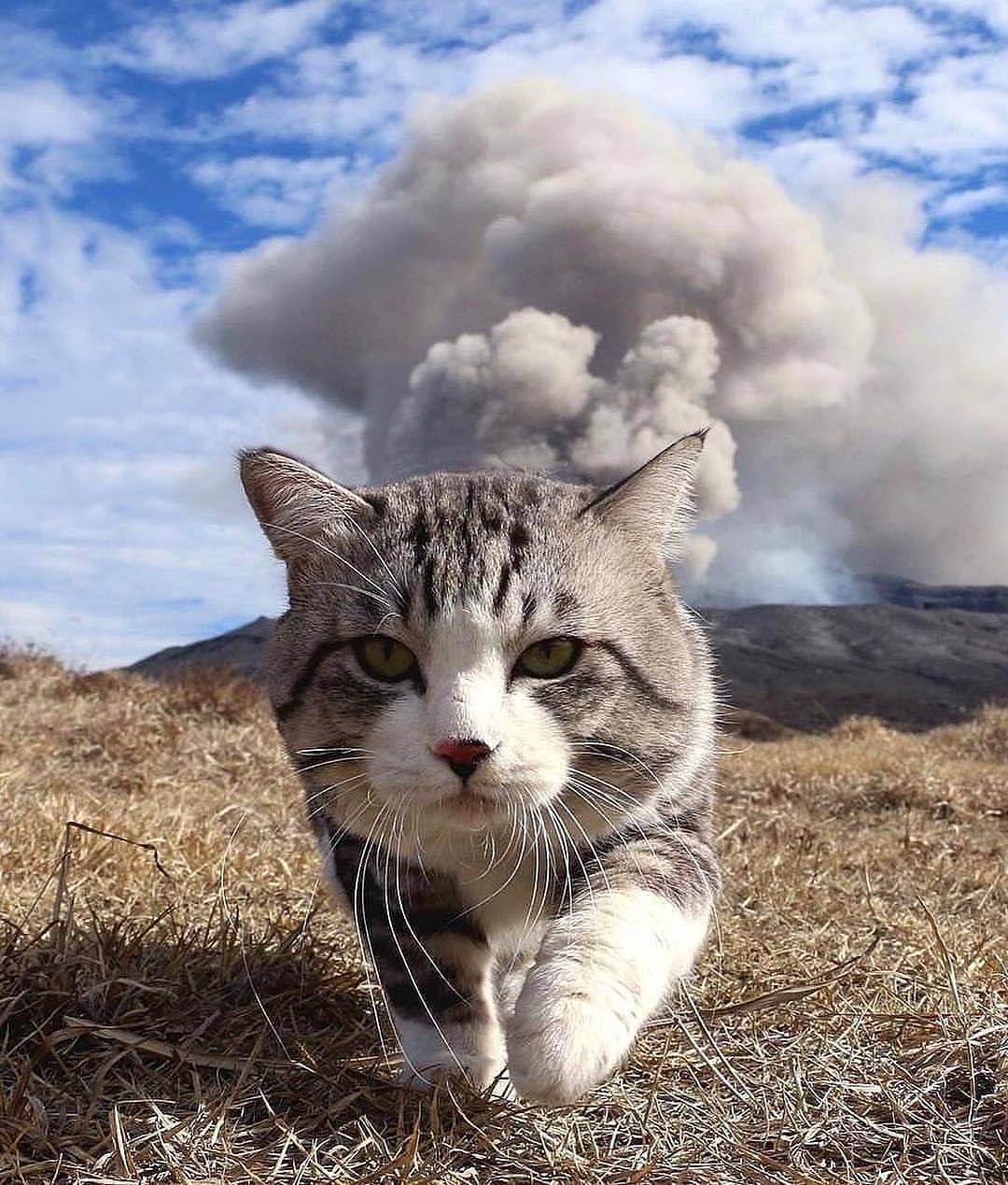 Cat on the background of a volcanic eruption - cat, On the background, Eruption, Eruption