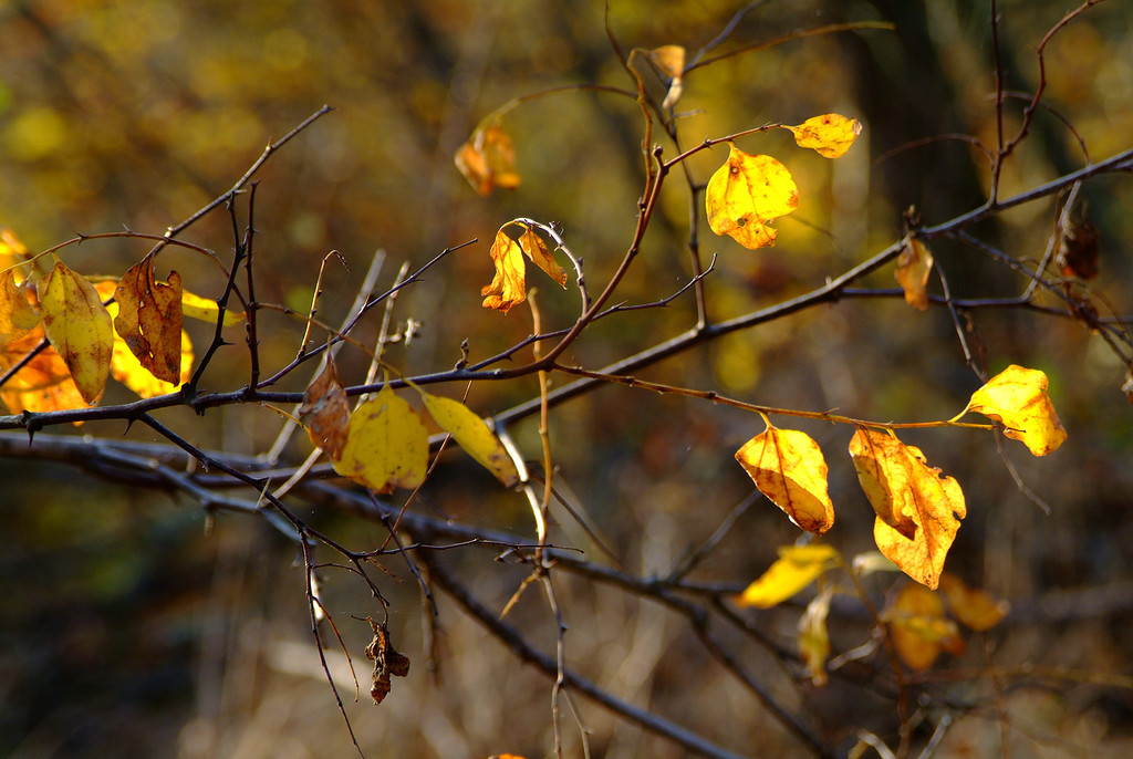 Autumn - My, The photo, Autumn, Nature, , Fujifilm, 