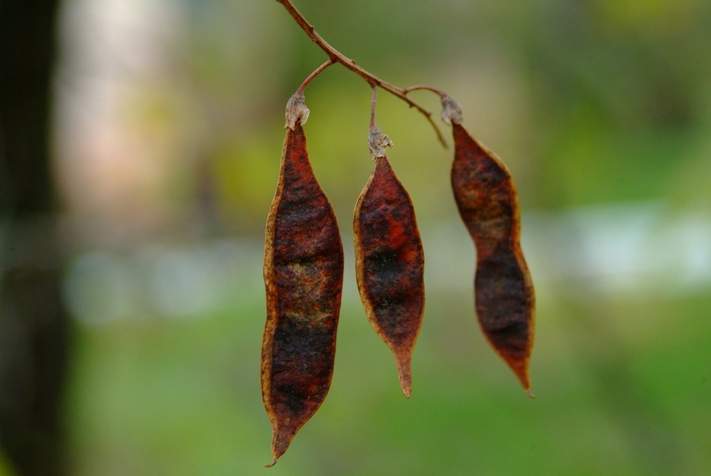 Autumn - My, The photo, Autumn, Nature, , Fujifilm, 