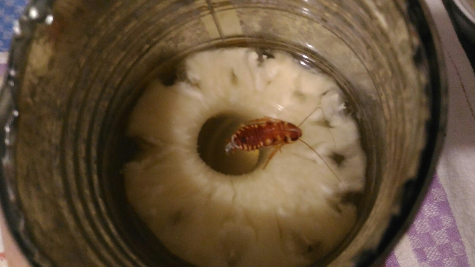 Ate pineapple with Vietnamese friends. - My, Cockroaches, Surprise, A pineapple, , Longpost