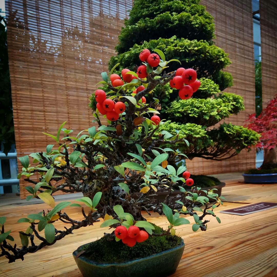 Exhibition Bonsai in Aptekarsky Ogorod - Bonsai, , Exhibition, Moscow, Longpost