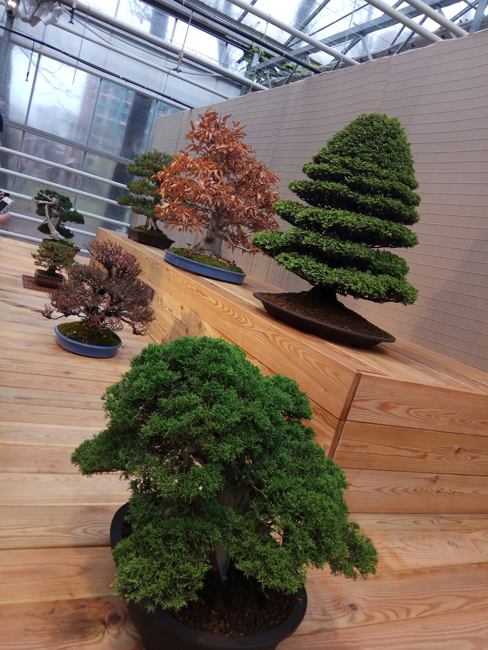 Exhibition Bonsai in Aptekarsky Ogorod - Bonsai, , Exhibition, Moscow, Longpost