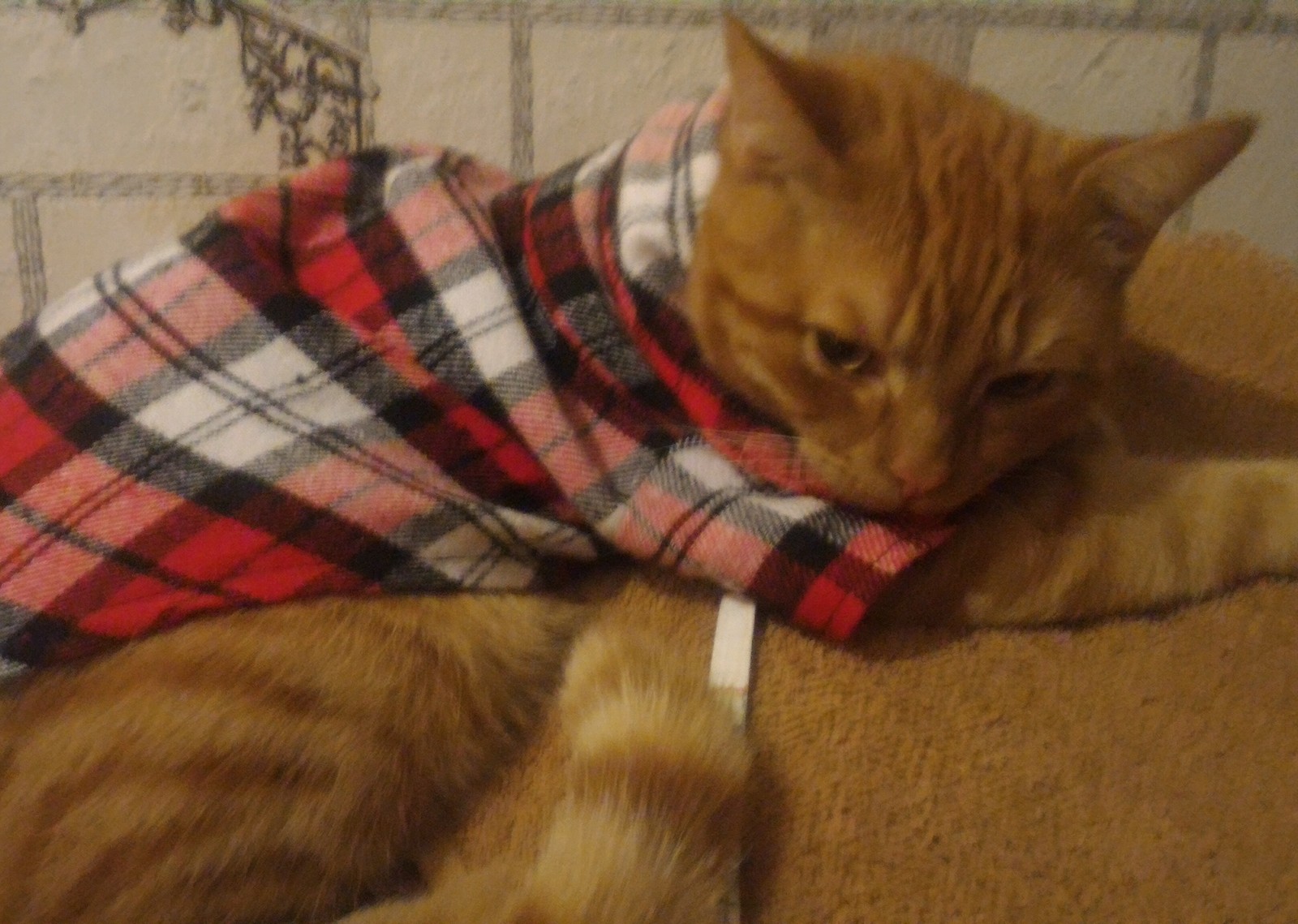 When your mom buys you clothes - My, cat, Redheads, Discontent, Humility