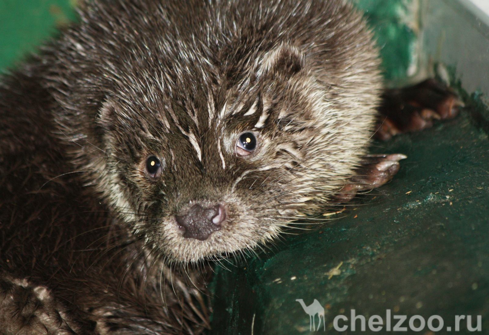 Meet Otter Ivan Luther Vzhik - My, Zoo, Chelyabinsk Zoo, Animals, Video, Otter, , Text, Longpost