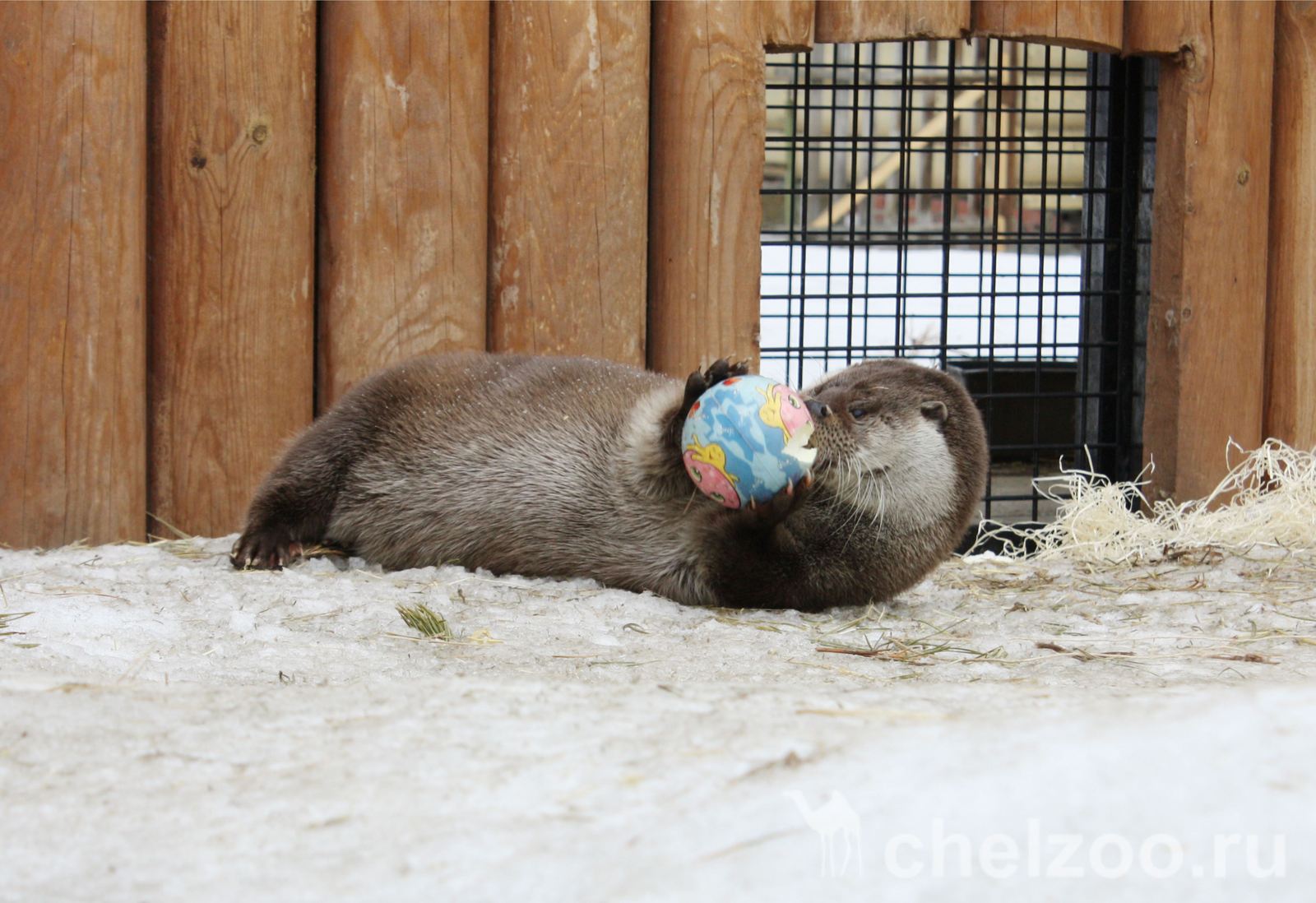 Meet Otter Ivan Luther Vzhik - My, Zoo, Chelyabinsk Zoo, Animals, Video, Otter, , Text, Longpost