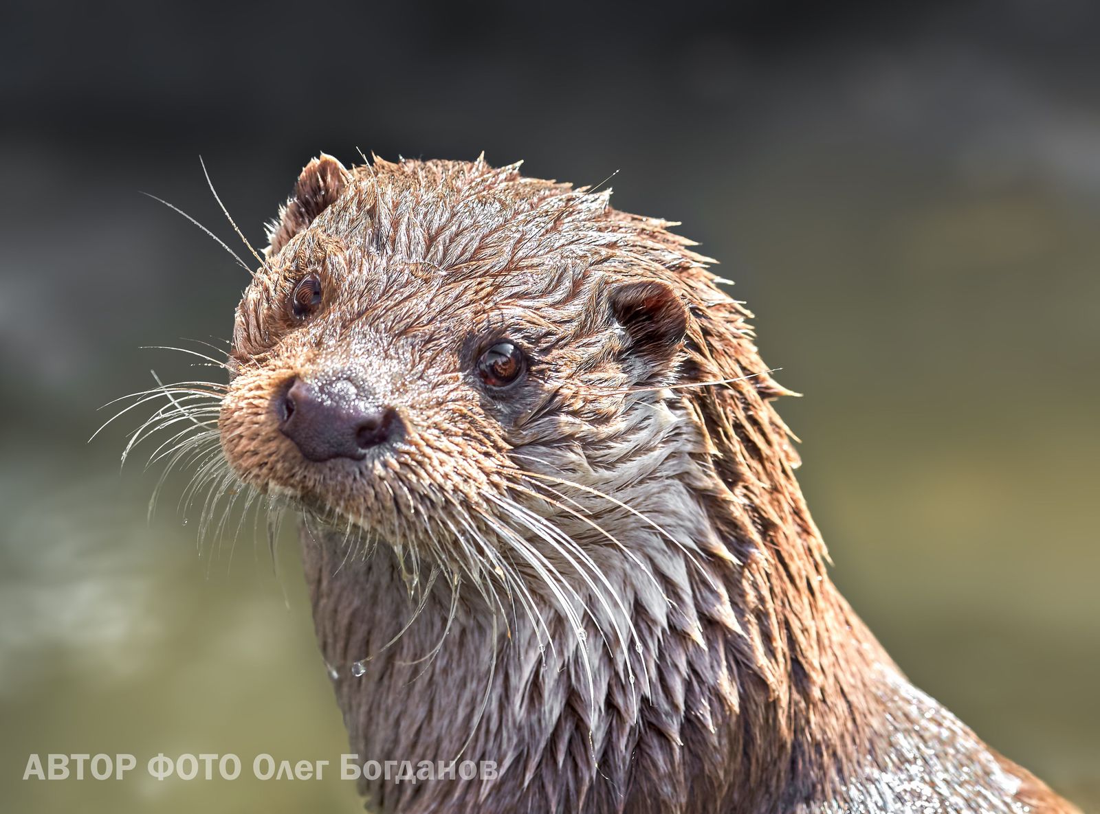 Meet Otter Ivan Luther Vzhik - My, Zoo, Chelyabinsk Zoo, Animals, Video, Otter, , Text, Longpost