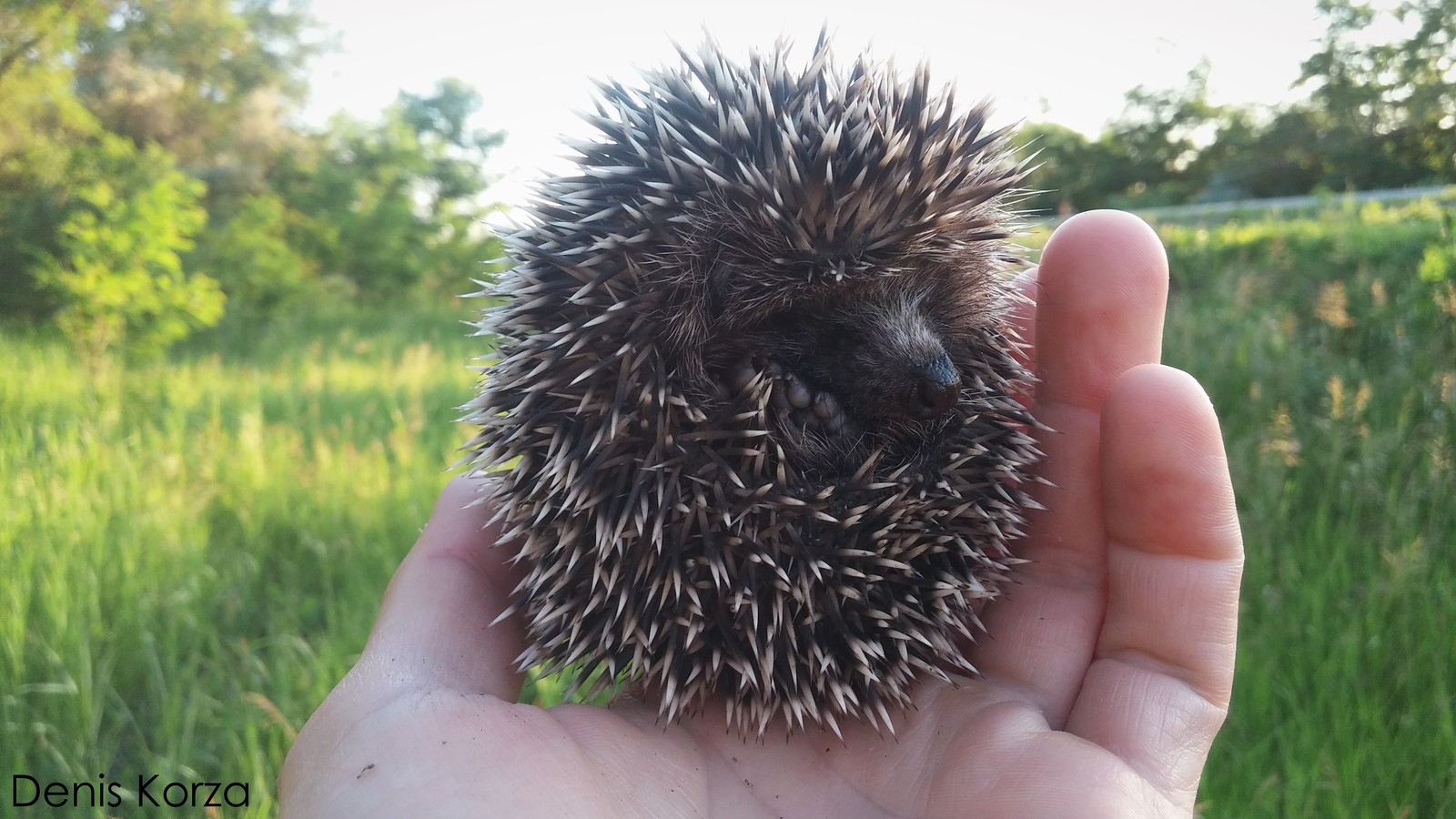 Hedgehog day. - My, Hedgehog Day, Evening, Milota, Hedgehog, beauty, Suzuki, Moto, Sunset, Longpost