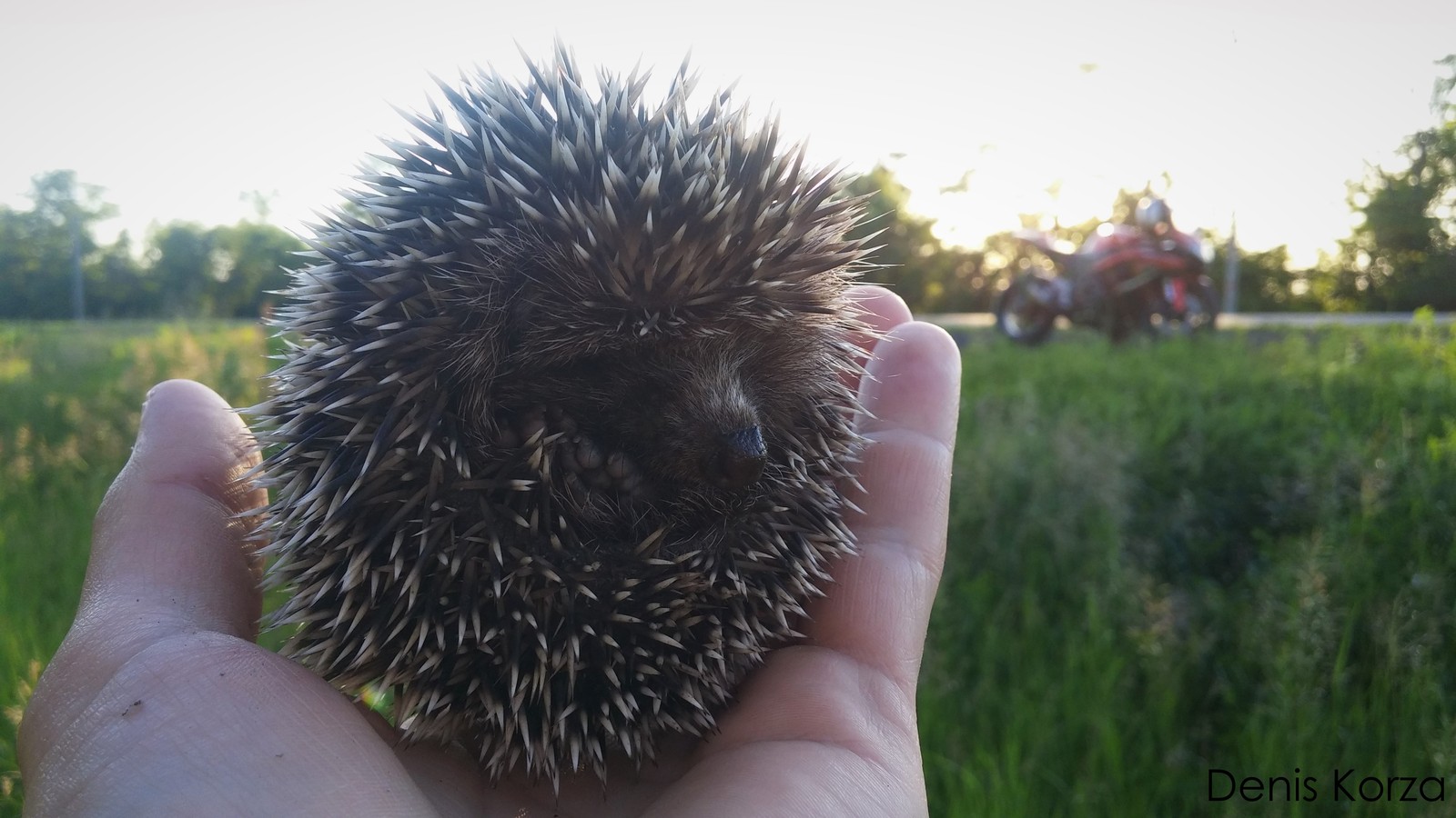 Hedgehog day. - My, Hedgehog Day, Evening, Milota, Hedgehog, beauty, Suzuki, Moto, Sunset, Longpost