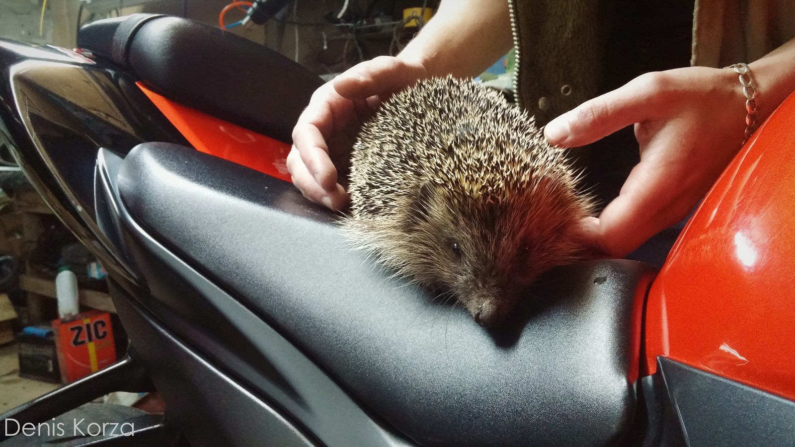 Hedgehog day. - My, Hedgehog Day, Evening, Milota, Hedgehog, beauty, Suzuki, Moto, Sunset, Longpost