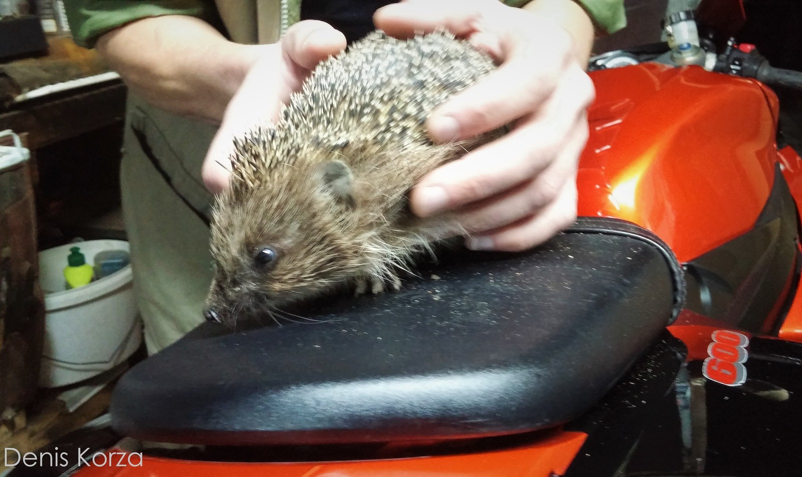 Hedgehog day. - My, Hedgehog Day, Evening, Milota, Hedgehog, beauty, Suzuki, Moto, Sunset, Longpost