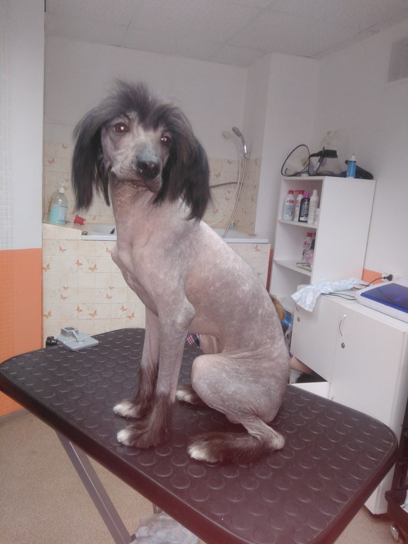 We are looking for the owner of such a lost - Chelyabinsk, Found a dog, In good hands, Chinese Crested, Longpost, Dog