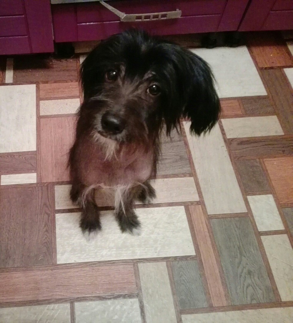 We are looking for the owner of such a lost - Chelyabinsk, Found a dog, In good hands, Chinese Crested, Longpost, Dog