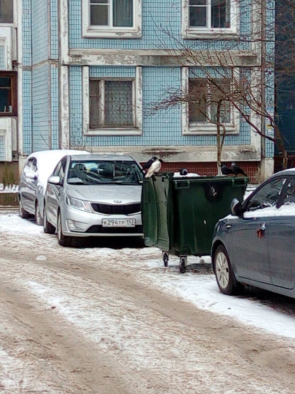 Белая ворона. Диковинка вроде. - Моё, Ворона, Белая ворона