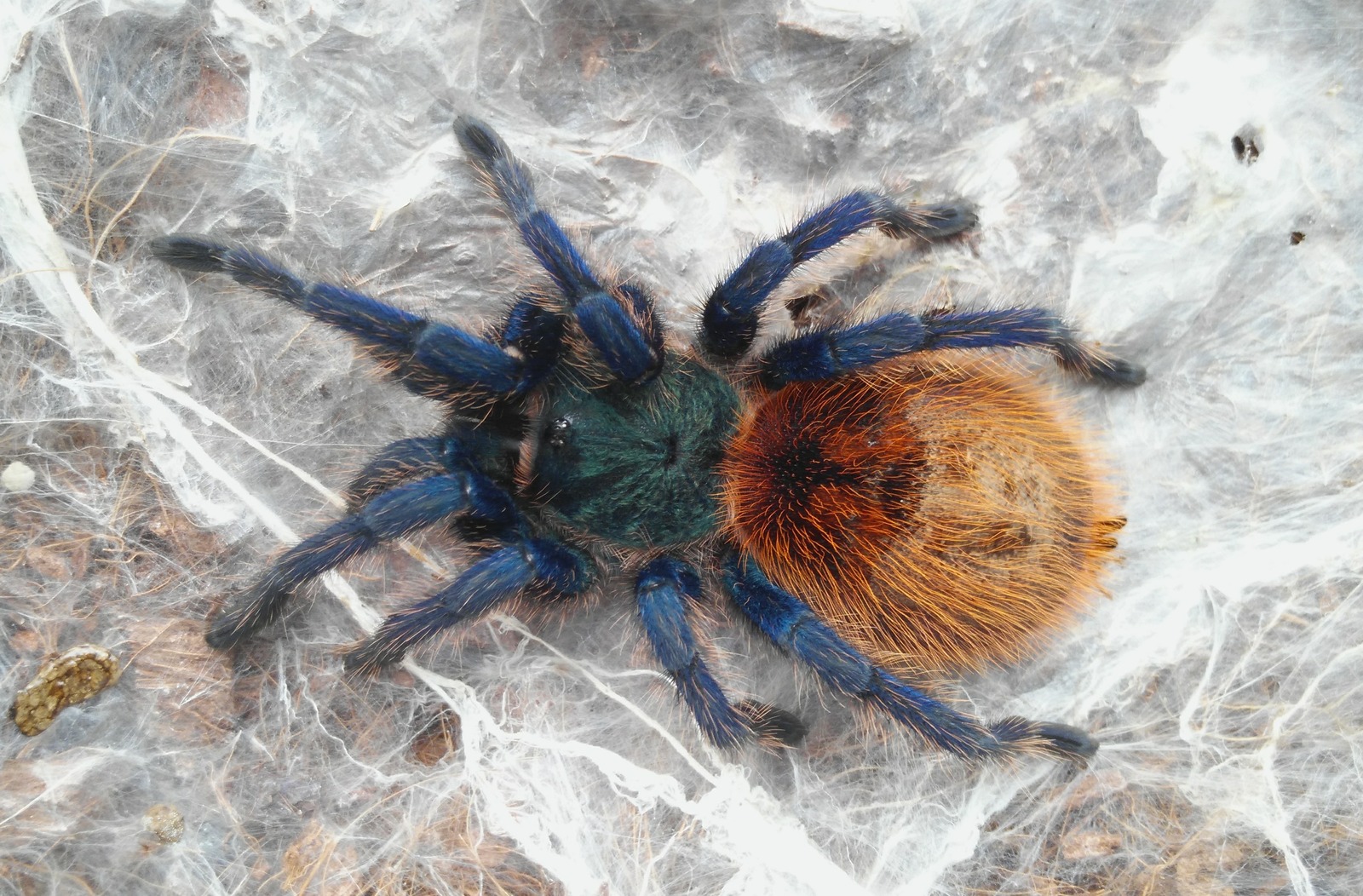 Chromatopelma cianeopubescens - My, Bird spiders, Spider, Tarantula, Arachnoforbes, Beginning photographer, My, 