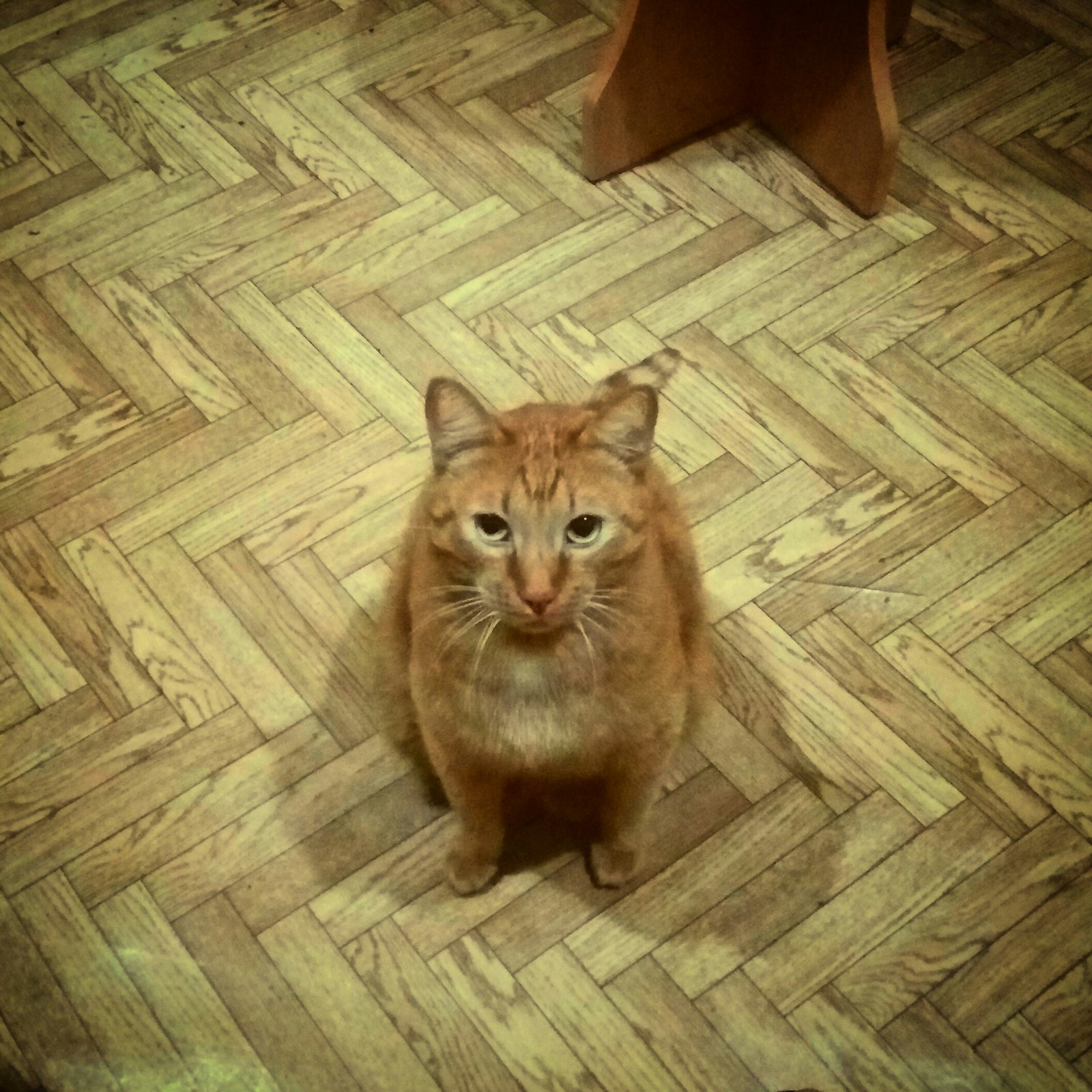 Will you share with me???? - My, Morning, Breakfast, Petrovich, Sight, cat, For subscribers