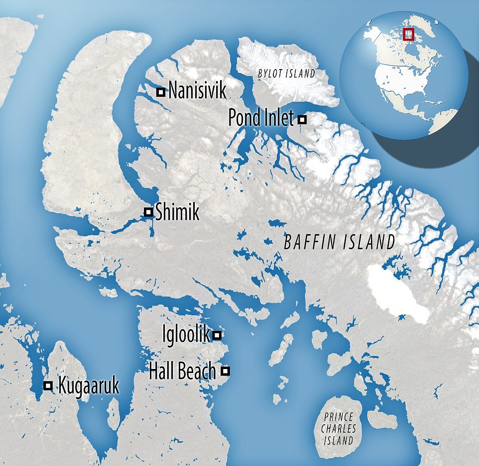 This is how the kings of the north die ... the warming of the Arctic has deprived him of a chance to live - My, Translation, Polar bear, Arctic, Warming, Longpost