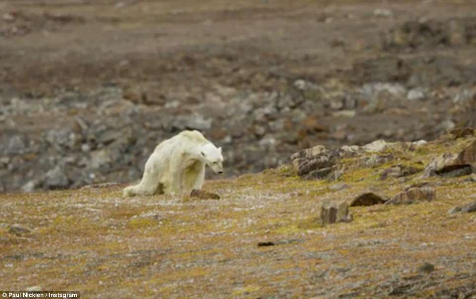 This is how the kings of the north die ... the warming of the Arctic has deprived him of a chance to live - My, Translation, Polar bear, Arctic, Warming, Longpost