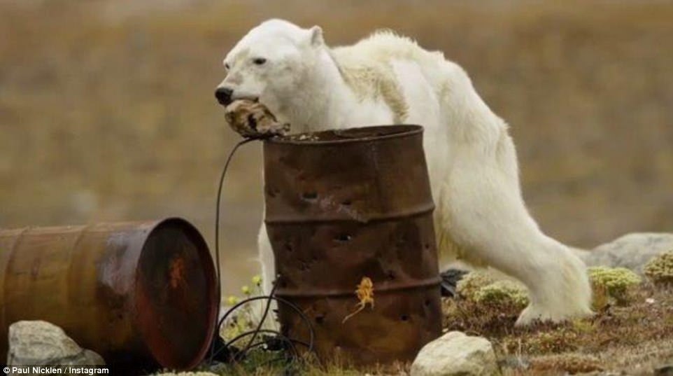 This is how the kings of the north die ... the warming of the Arctic has deprived him of a chance to live - My, Translation, Polar bear, Arctic, Warming, Longpost