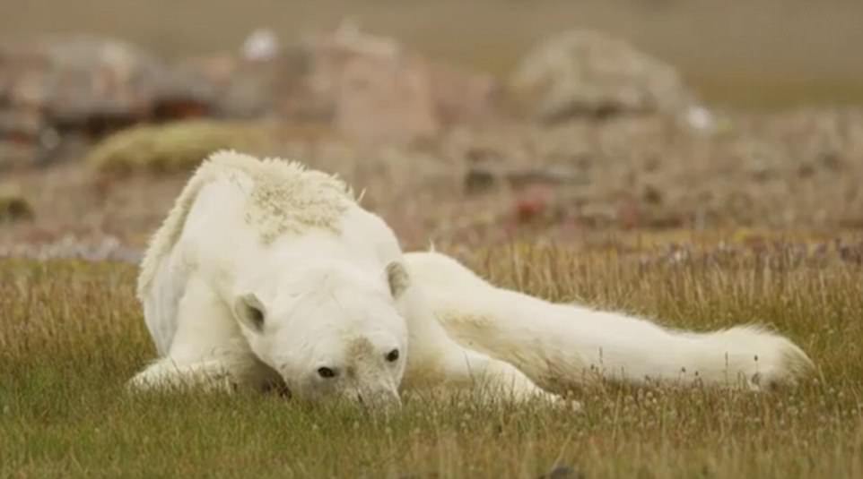 This is how the kings of the north die ... the warming of the Arctic has deprived him of a chance to live - My, Translation, Polar bear, Arctic, Warming, Longpost