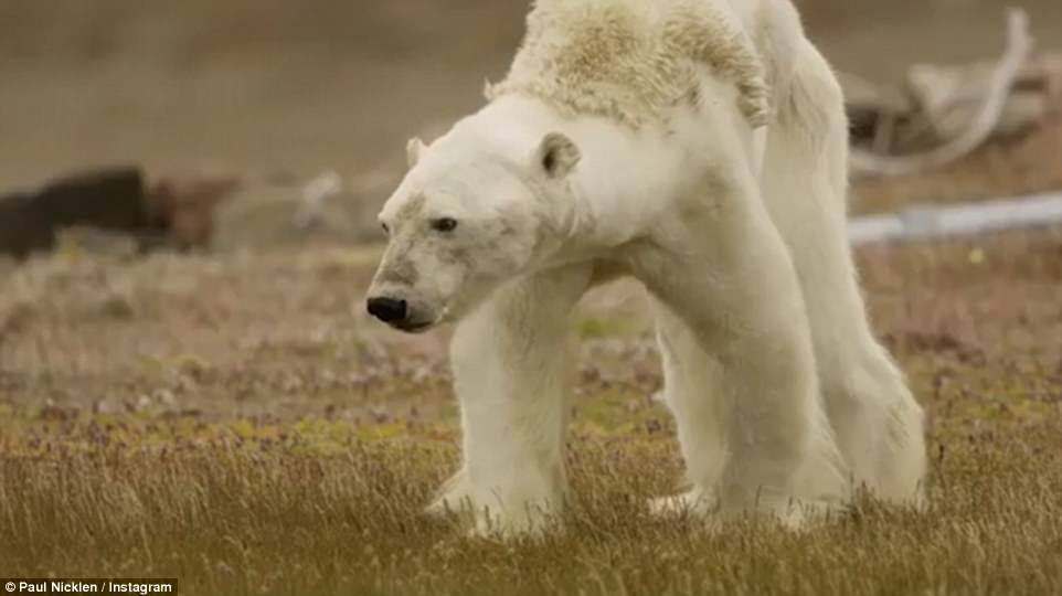 This is how the kings of the north die ... the warming of the Arctic has deprived him of a chance to live - My, Translation, Polar bear, Arctic, Warming, Longpost